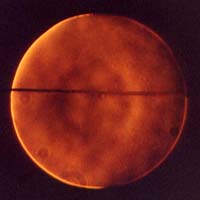 Первая фокограмма 158-мм зеркала