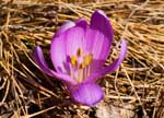 Фото 14. Крокус